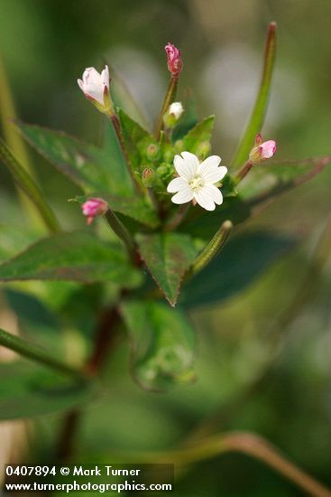 Epilobium ciliatum</em> ssp. <em>ciliatum