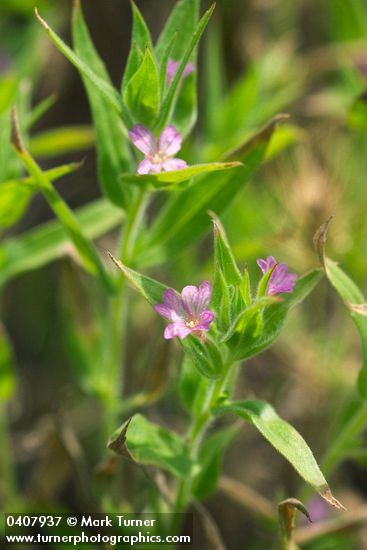 Epilobium pygmaeum (Boisduvalia glabella)