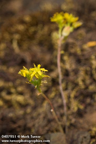 Sedum leibergii