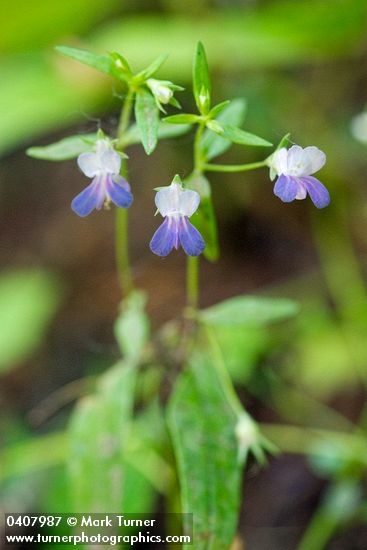 Collinsia rattanii