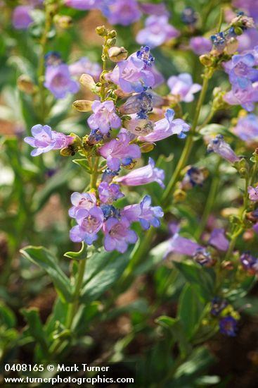 Penstemon azureus