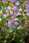 Penstemon azureus