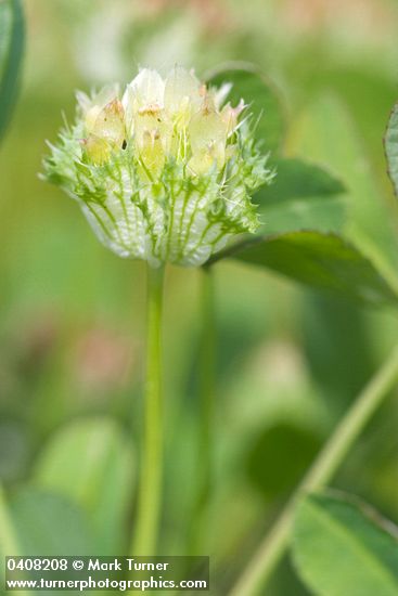 Trifolium cyathiferum