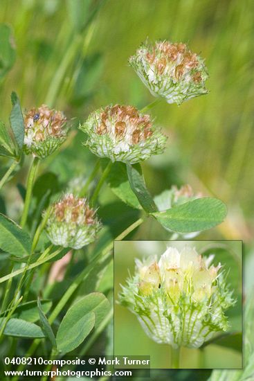 Trifolium cyathiferum