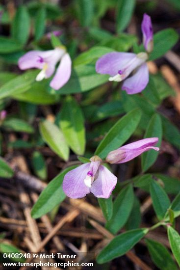 Polygala californica