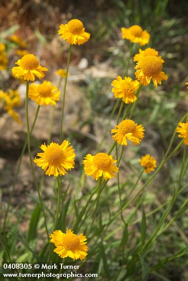 Helenium bigelovii