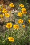 Helenium bigelovii