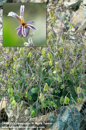 Streptanthus tortuosus var. suffrutescens