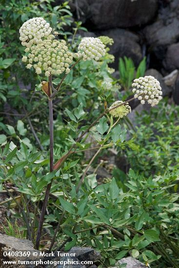 Angelica genuflexa