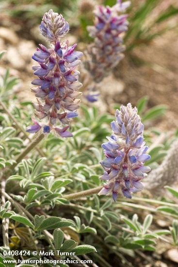 Lupinus lepidus</em> var. <em>ashlandensis