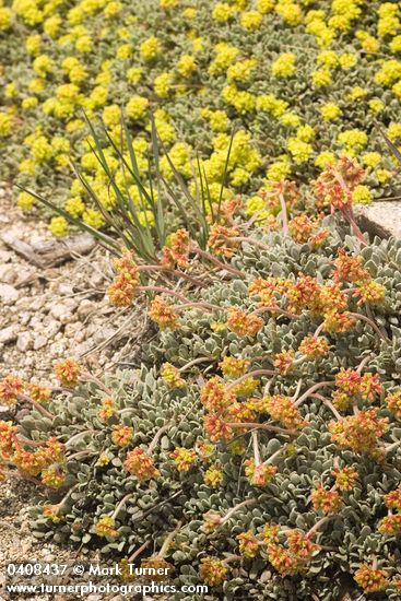 Eriogonum ovalifolium var. ovalifolium