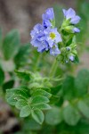 Polemonium californicum