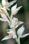 Cephalanthera austiniae