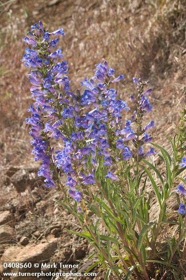 Penstemon roezlii