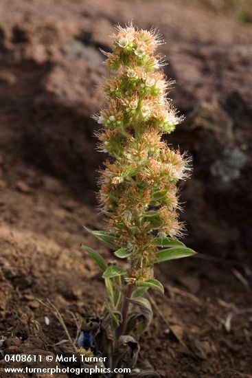 Phacelia heterophylla