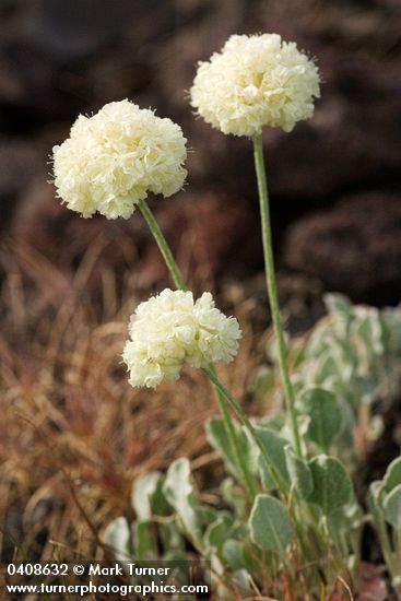 Eriogonum ovalifolium</em> var. <em>purpureum