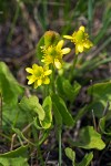 Ranunculus cymbalaria