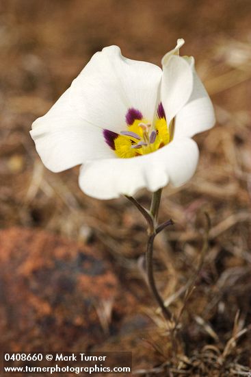 Calochortus bruneaunis