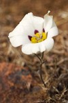 Calochortus bruneaunis