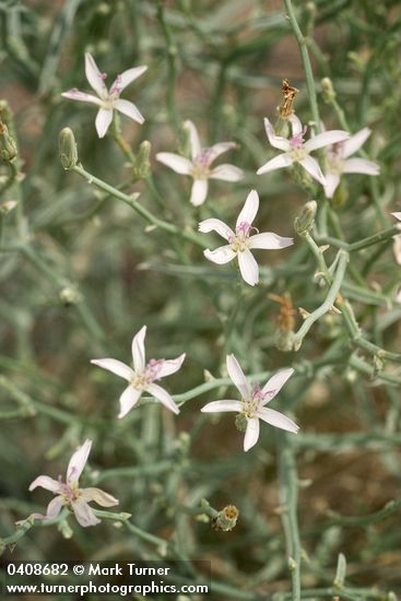 Stephanomeria minor</em> var. <em>minor