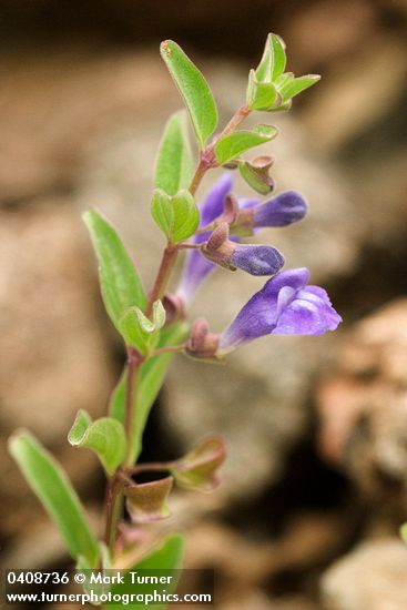 Scutellaria antirrhinoides