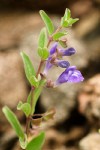 Snapdragon Skullcap