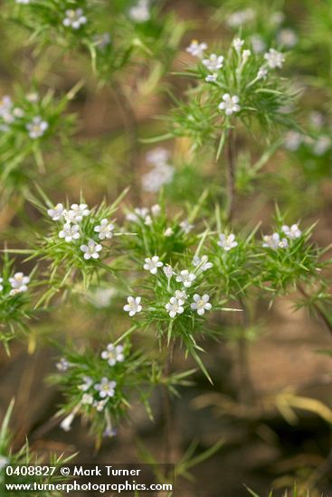 Navarretia divaricata