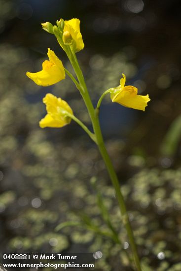 Utricularia macrorhiza