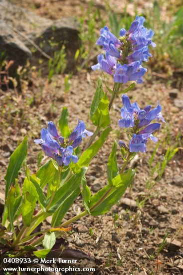 Penstemon pennellianus