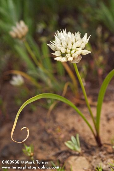Allium brandegeei
