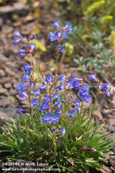 Penstemon attenuatus