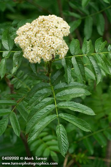 Sorbus scopulina