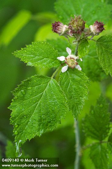 Rubus leucodermis