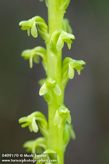 Piperia unalascensis