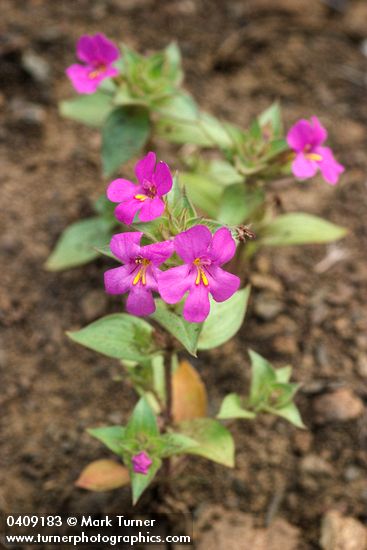 Mimulus cusickii