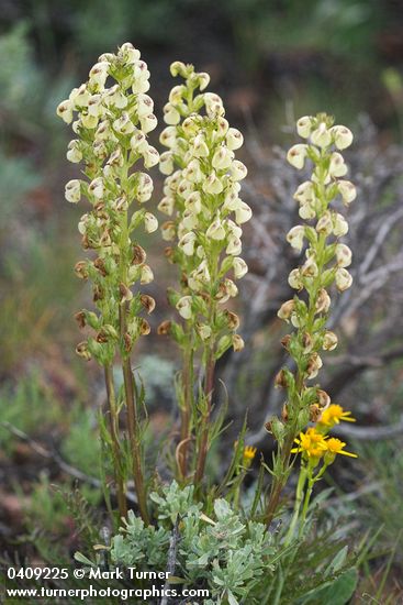 Pedicularis contorta
