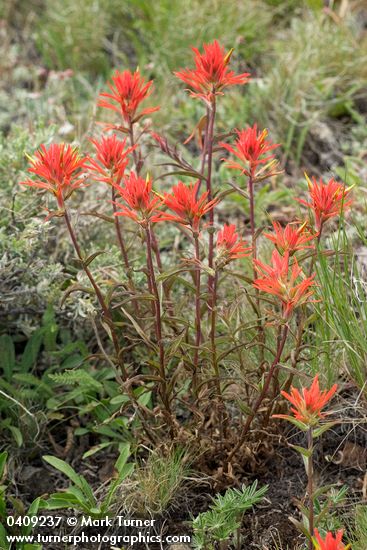 Castilleja linariifolia