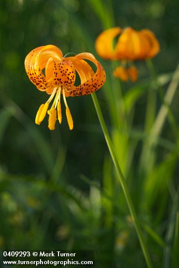 Lilium pardalinum</em> ssp. <em>wigginsii
