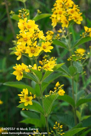 Lysimachia punctata
