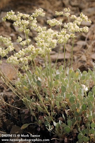 Eriogonum strictum