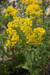 Senecio serra