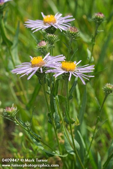 Symphyotrichum foliaceum var. apricum (Aster foliaceus var. apricus)