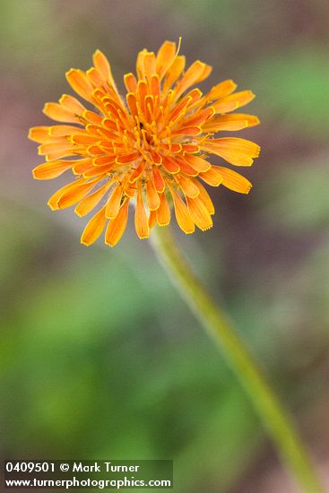 Agoseris aurantiaca