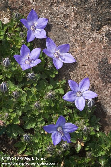 Campanula piperi