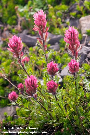 Castilleja parviflora