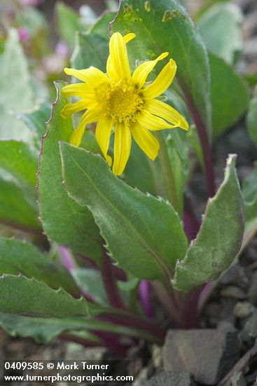 Senecio neowebsteri