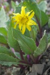 Senecio neowebsteri