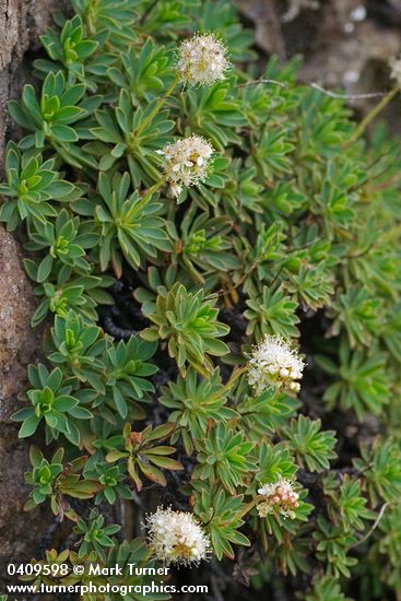 Petrophyton hendersonii