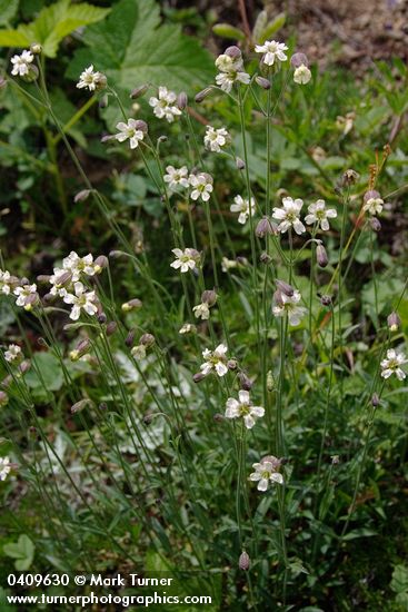 Silene douglasii