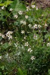 Silene douglasii
